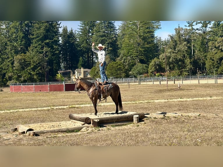Caballo cuarto de milla Caballo castrado 8 años 150 cm Grullo in Tres Pinos