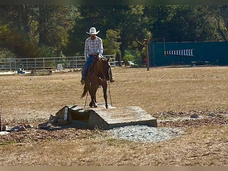 Caballo cuarto de milla Caballo castrado 8 años 150 cm Grullo in Tres Pinos