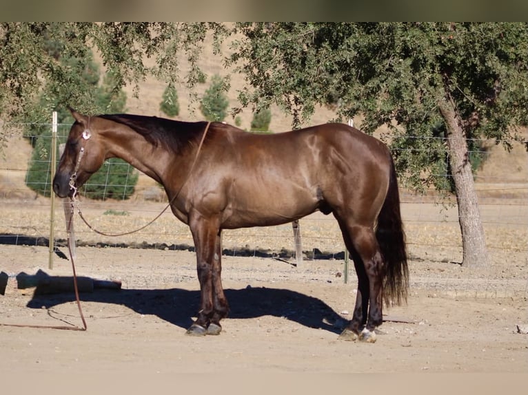 Caballo cuarto de milla Caballo castrado 8 años 150 cm Grullo in Tres Pinos