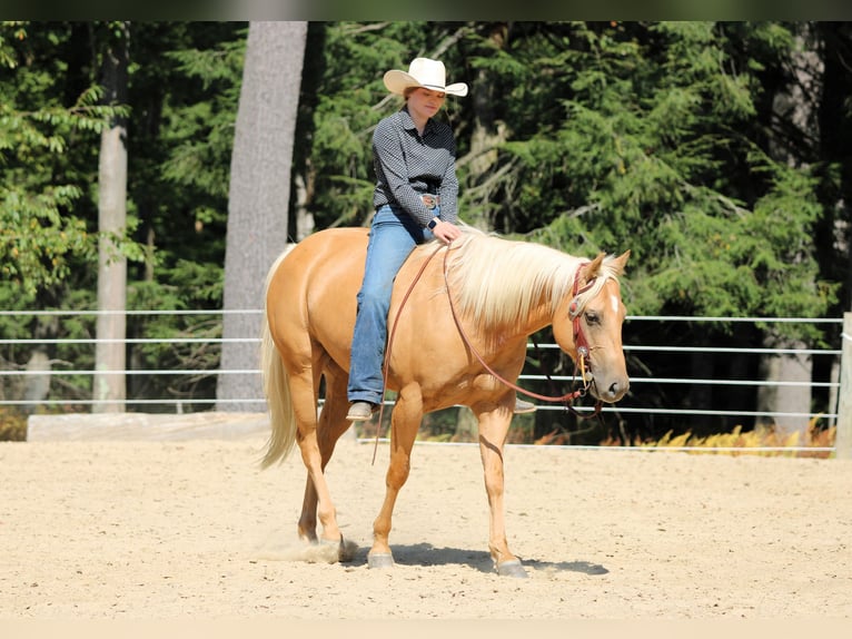 Caballo cuarto de milla Caballo castrado 8 años 150 cm Palomino in Clarion