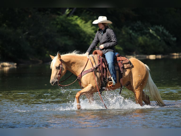 Caballo cuarto de milla Caballo castrado 8 años 150 cm Palomino in Clarion