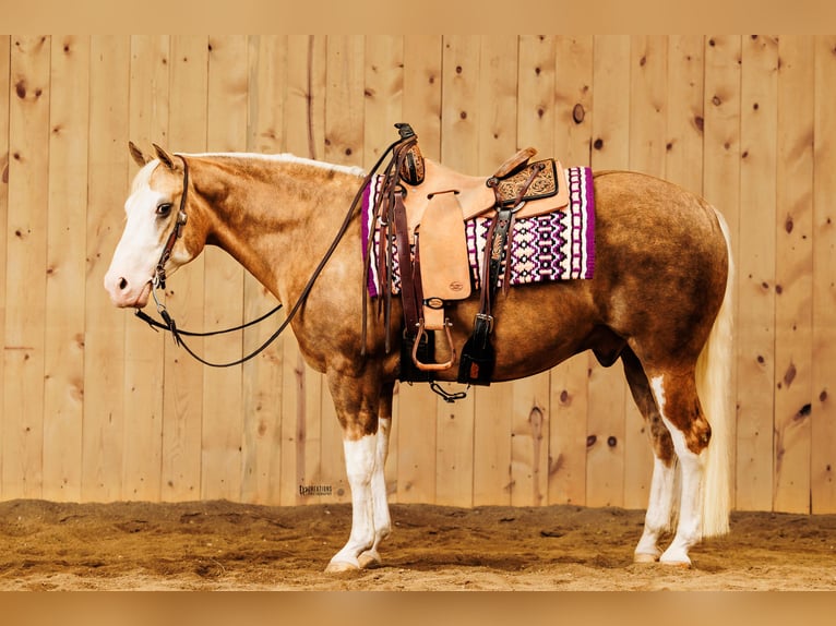 Caballo cuarto de milla Caballo castrado 8 años 150 cm Palomino in Sheffield