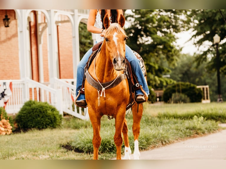 Caballo cuarto de milla Caballo castrado 8 años 150 cm Palomino in Lewistown, IL