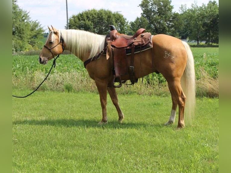 Caballo cuarto de milla Caballo castrado 8 años 150 cm Palomino in Winchester, OH