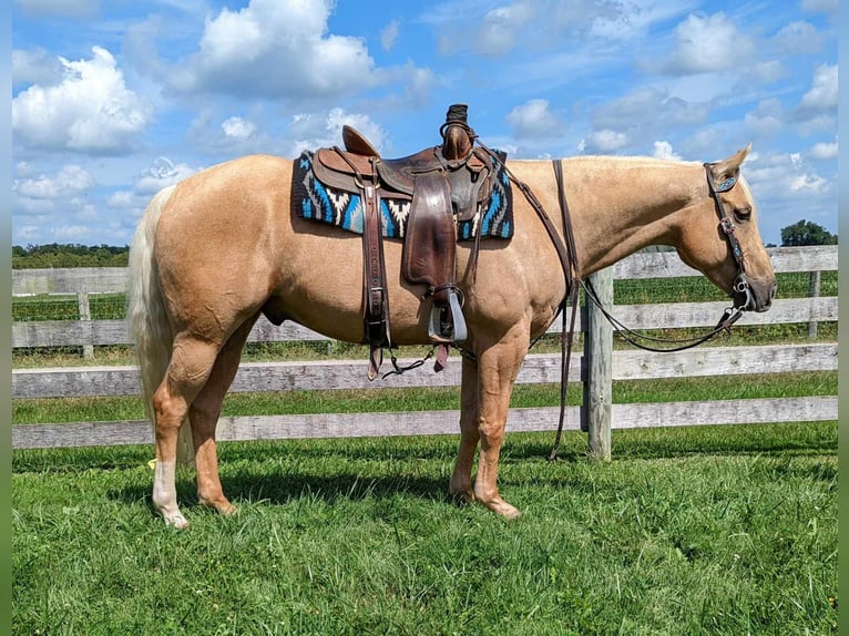 Caballo cuarto de milla Caballo castrado 8 años 150 cm Palomino in Winchester, OH