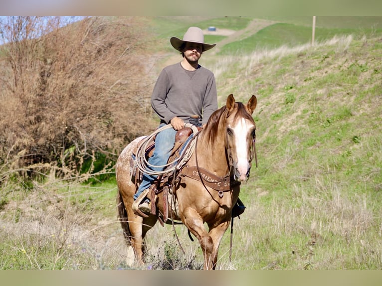 Caballo cuarto de milla Caballo castrado 8 años 150 cm Ruano alazán in Paicines, CA