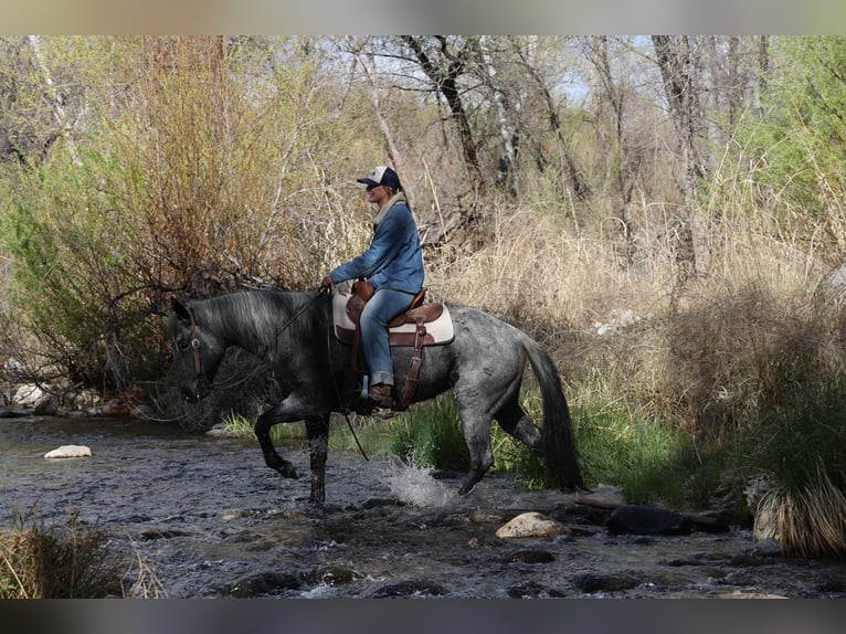 Caballo cuarto de milla Caballo castrado 8 años 150 cm Ruano azulado in Camp Verde AZ