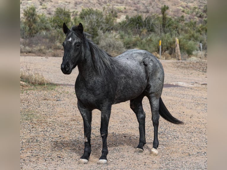 Caballo cuarto de milla Caballo castrado 8 años 150 cm Ruano azulado in Camp Verde AZ
