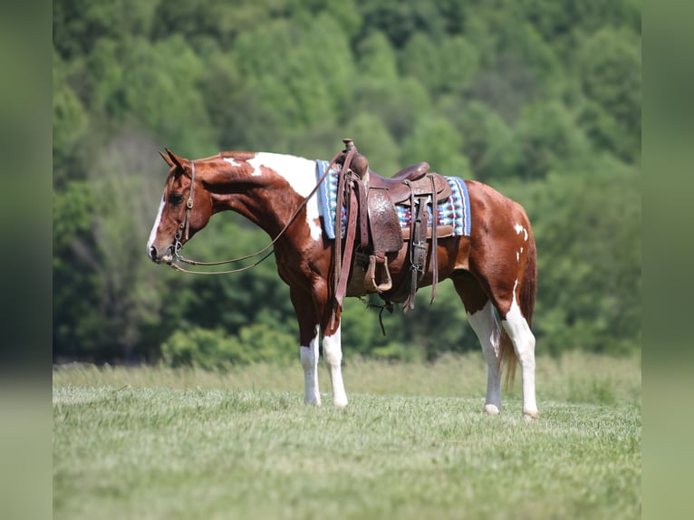 Caballo cuarto de milla Caballo castrado 8 años 150 cm Tobiano-todas las-capas in Brodhead KY