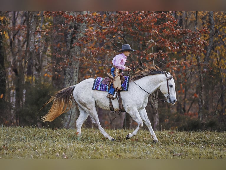 Caballo cuarto de milla Caballo castrado 8 años 150 cm Tordo in Lyles