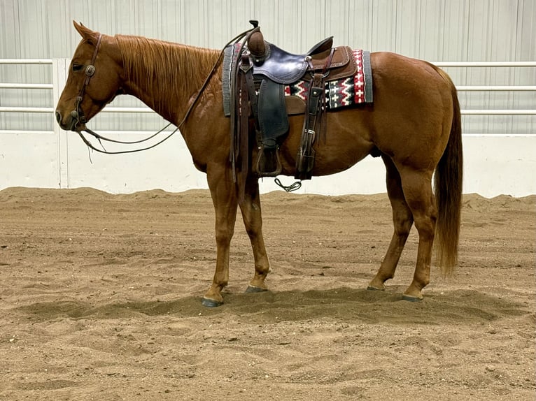 Caballo cuarto de milla Caballo castrado 8 años 152 cm Alazán rojizo in Cannon Falls