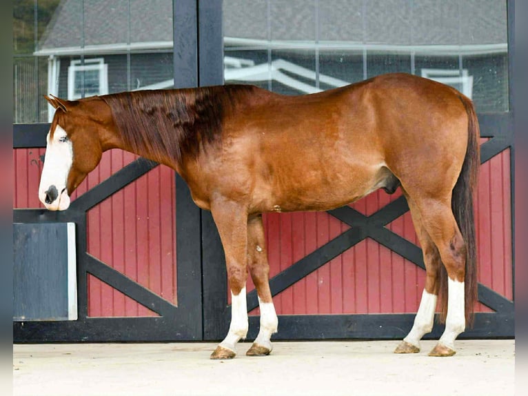 Caballo cuarto de milla Caballo castrado 8 años 152 cm Alazán rojizo in Rebersburg