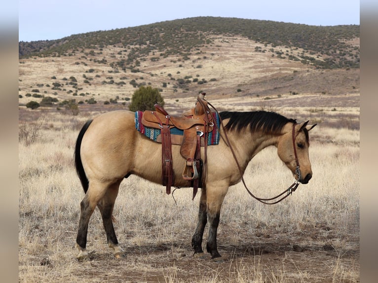 Caballo cuarto de milla Caballo castrado 8 años 152 cm Buckskin/Bayo in Camp Verde, AZ