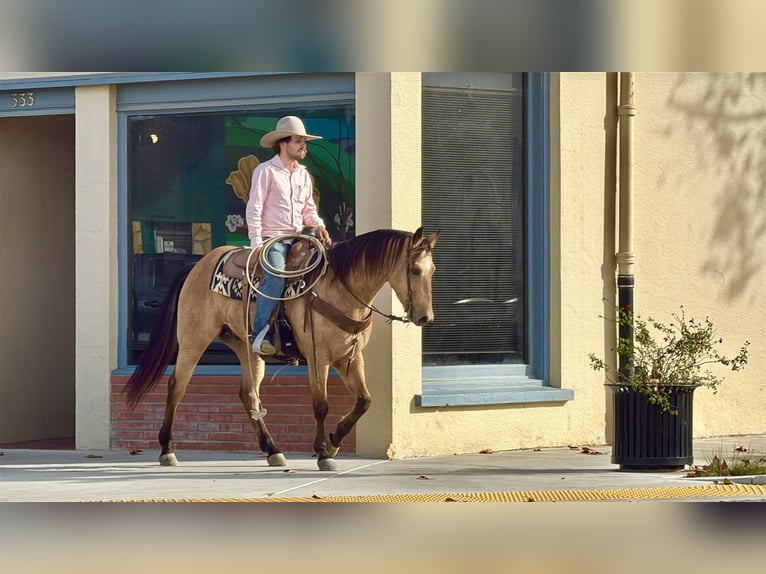 Caballo cuarto de milla Caballo castrado 8 años 152 cm Buckskin/Bayo in Paicines CA