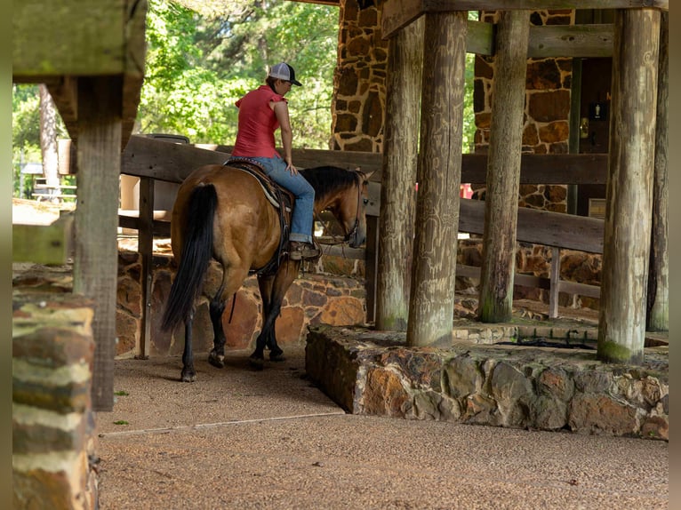 Caballo cuarto de milla Caballo castrado 8 años 152 cm Buckskin/Bayo in RUSk TX