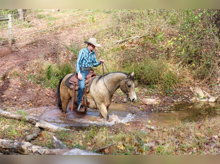 Caballo cuarto de milla Caballo castrado 8 años 152 cm Buckskin/Bayo in Needmore