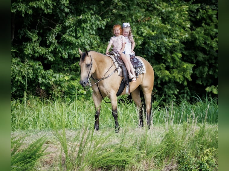 Caballo cuarto de milla Caballo castrado 8 años 152 cm Buckskin/Bayo in Elkton, KY