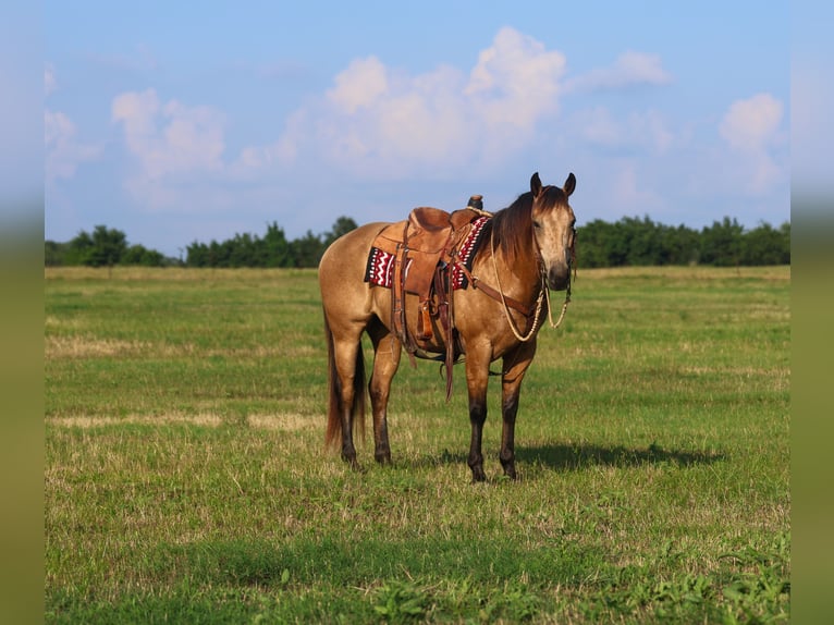 Caballo cuarto de milla Caballo castrado 8 años 152 cm Buckskin/Bayo in Mount Vernon, TX