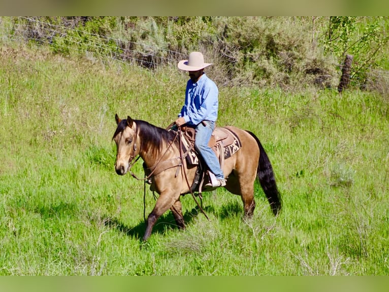 Caballo cuarto de milla Caballo castrado 8 años 152 cm Buckskin/Bayo in Tres Pinos