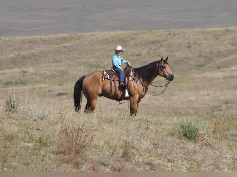 Caballo cuarto de milla Caballo castrado 8 años 152 cm Buckskin/Bayo in Rushville NE