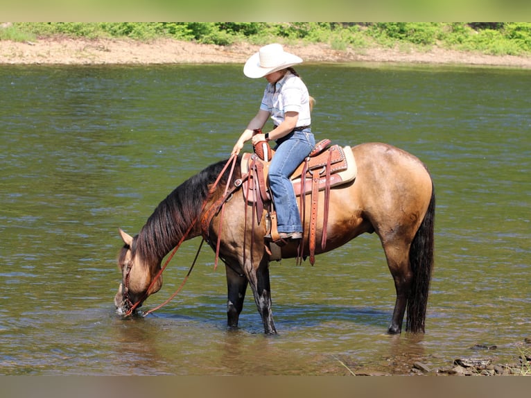 Caballo cuarto de milla Caballo castrado 8 años 152 cm Buckskin/Bayo in Clarion, PA