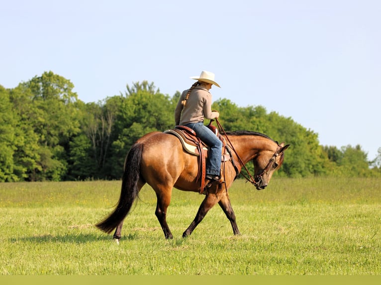 Caballo cuarto de milla Caballo castrado 8 años 152 cm Buckskin/Bayo in Clarion, PA
