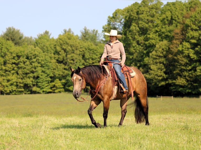 Caballo cuarto de milla Caballo castrado 8 años 152 cm Buckskin/Bayo in Clarion, PA