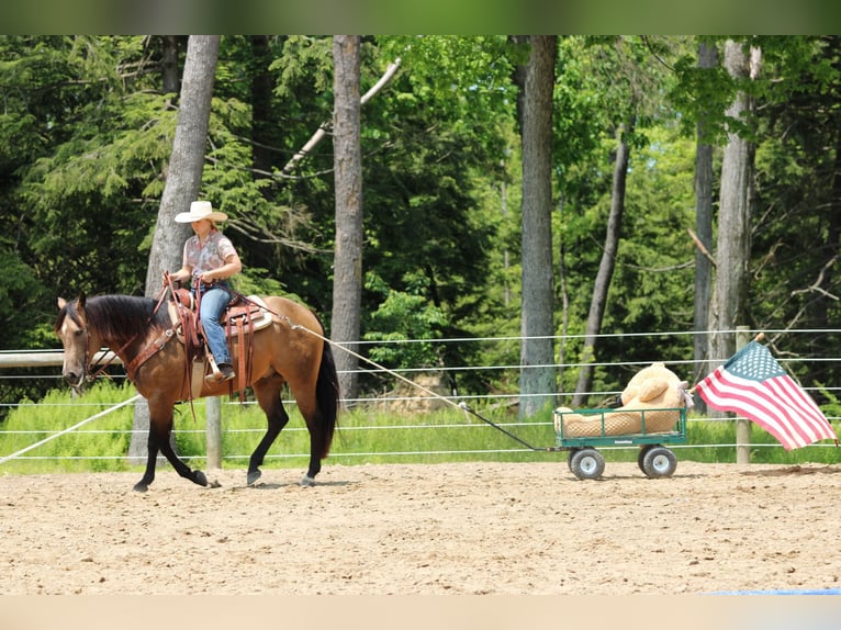 Caballo cuarto de milla Caballo castrado 8 años 152 cm Buckskin/Bayo in Clarion, PA