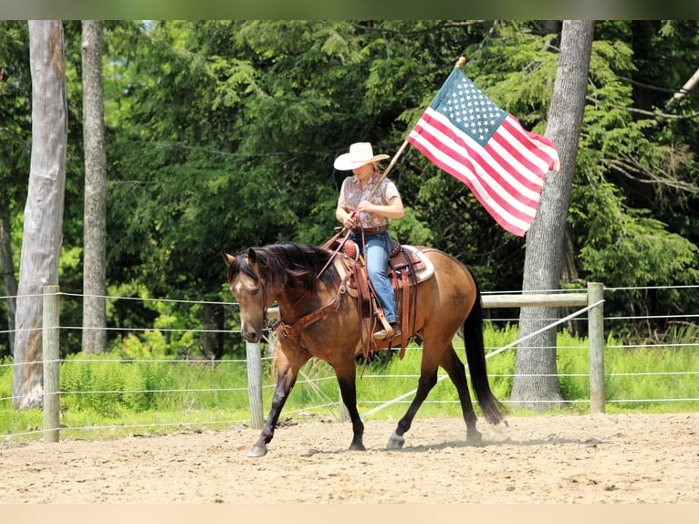Caballo cuarto de milla Caballo castrado 8 años 152 cm Buckskin/Bayo in Clarion, PA
