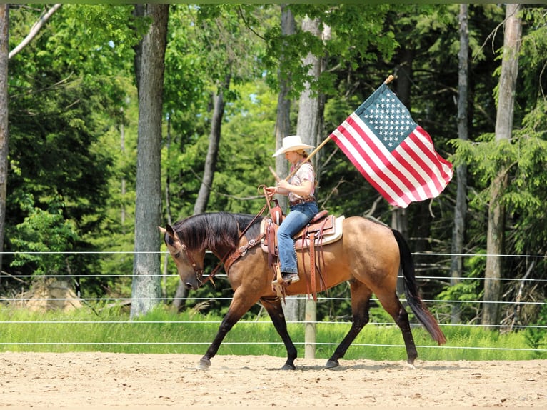 Caballo cuarto de milla Caballo castrado 8 años 152 cm Buckskin/Bayo in Clarion, PA