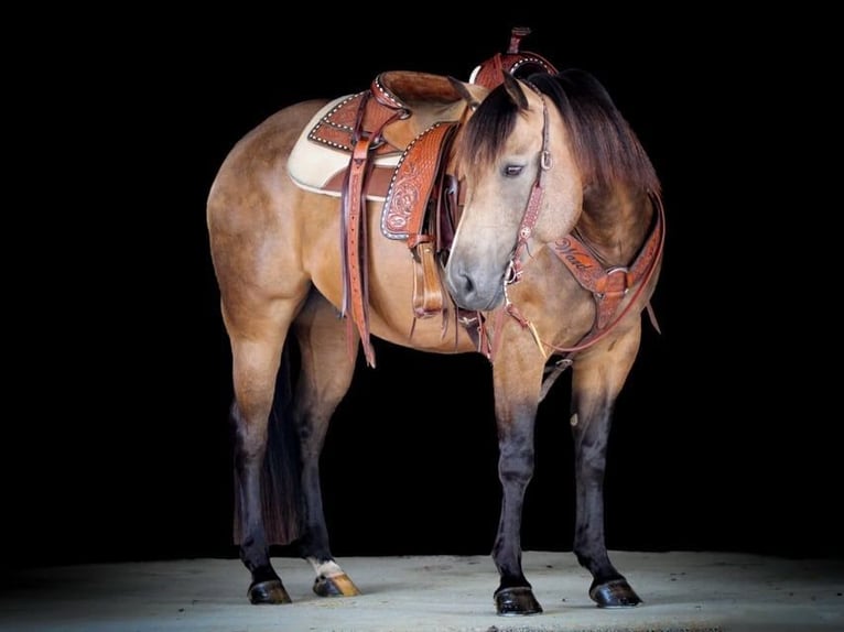 Caballo cuarto de milla Caballo castrado 8 años 152 cm Buckskin/Bayo in Clarion, PA