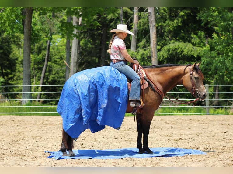 Caballo cuarto de milla Caballo castrado 8 años 152 cm Buckskin/Bayo in Clarion, PA