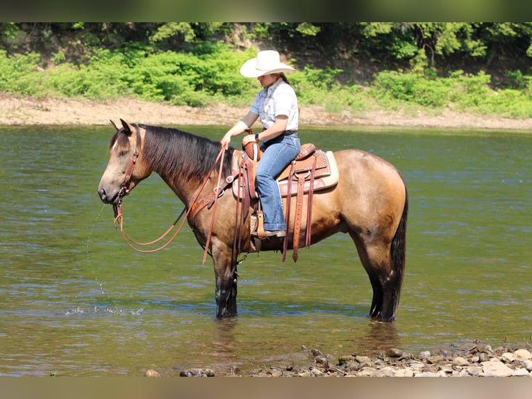 Caballo cuarto de milla Caballo castrado 8 años 152 cm Buckskin/Bayo in Clarion, PA