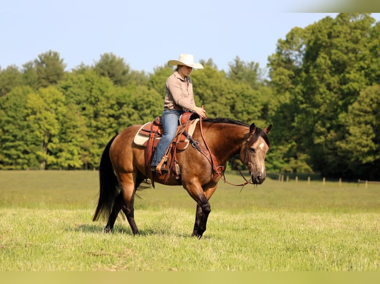 Caballo cuarto de milla Caballo castrado 8 años 152 cm Buckskin/Bayo in Clarion, PA