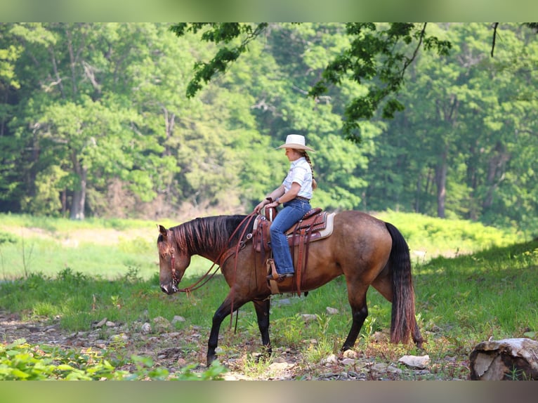 Caballo cuarto de milla Caballo castrado 8 años 152 cm Buckskin/Bayo in Clarion, PA