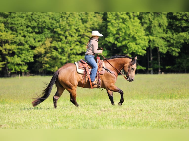 Caballo cuarto de milla Caballo castrado 8 años 152 cm Buckskin/Bayo in Clarion, PA