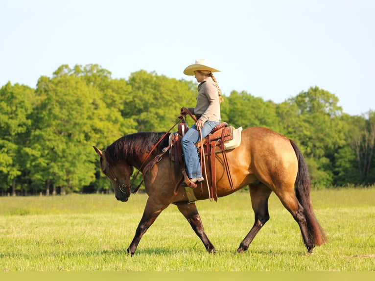 Caballo cuarto de milla Caballo castrado 8 años 152 cm Buckskin/Bayo in Clarion, PA