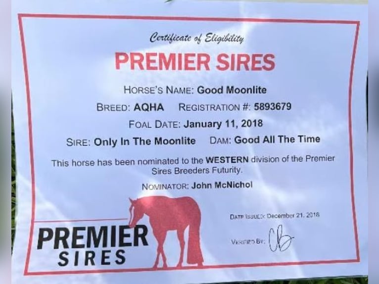 Caballo cuarto de milla Caballo castrado 8 años 152 cm Castaño rojizo in Canton TX