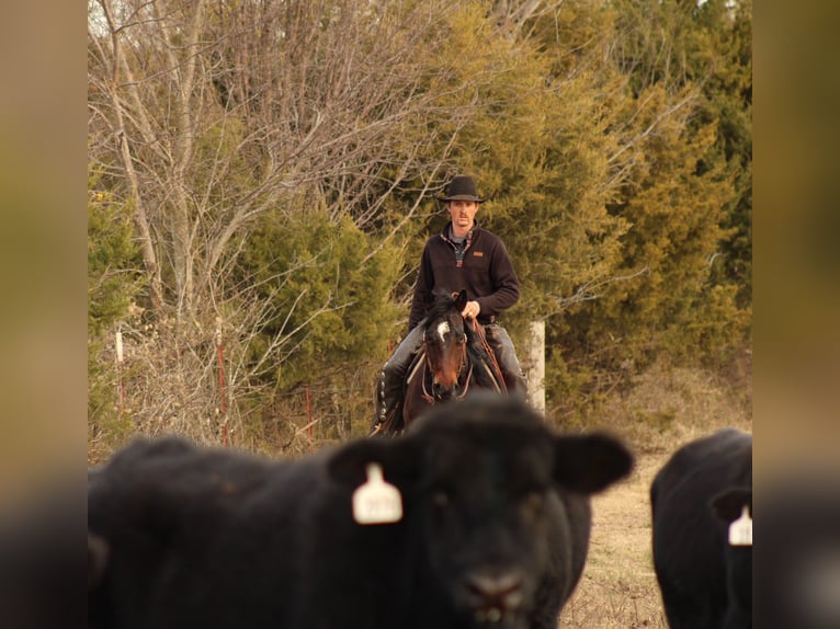 Caballo cuarto de milla Caballo castrado 8 años 152 cm Castaño rojizo in Baxter Springs