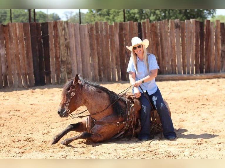 Caballo cuarto de milla Caballo castrado 8 años 152 cm Castaño-ruano in Joshua, TX