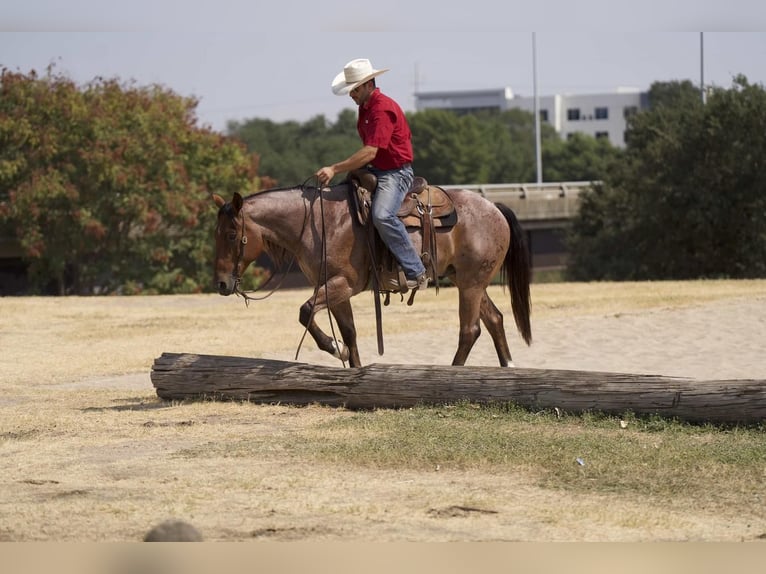 Caballo cuarto de milla Caballo castrado 8 años 152 cm Castaño-ruano in Waco, TX