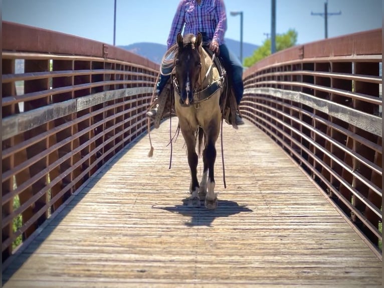 Caballo cuarto de milla Caballo castrado 8 años 152 cm Grullo in Bitterwater, CA