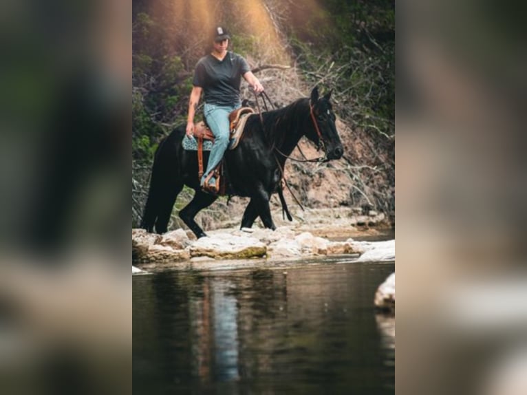 Caballo cuarto de milla Caballo castrado 8 años 152 cm Negro in Bluff Dale TX