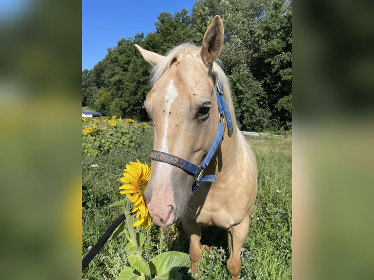Caballo cuarto de milla Caballo castrado 8 años 152 cm Palomino in ReichweilerPfeffelbach