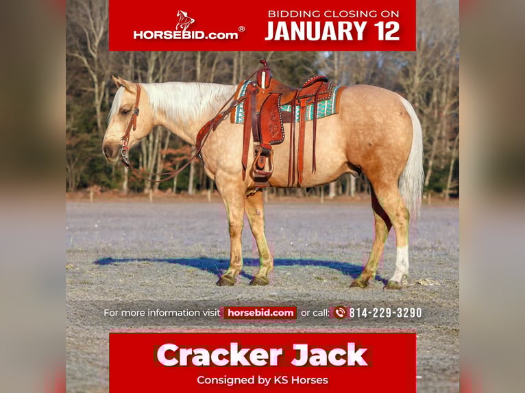 Caballo cuarto de milla Caballo castrado 8 años 152 cm Palomino in Clarion