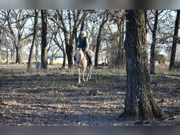 Caballo cuarto de milla Caballo castrado 8 años 152 cm Palomino in Sulphur Springs