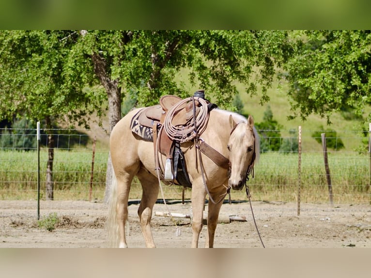 Caballo cuarto de milla Caballo castrado 8 años 152 cm Palomino in Tres Pinos