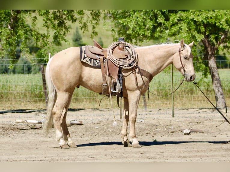 Caballo cuarto de milla Caballo castrado 8 años 152 cm Palomino in Tres Pinos