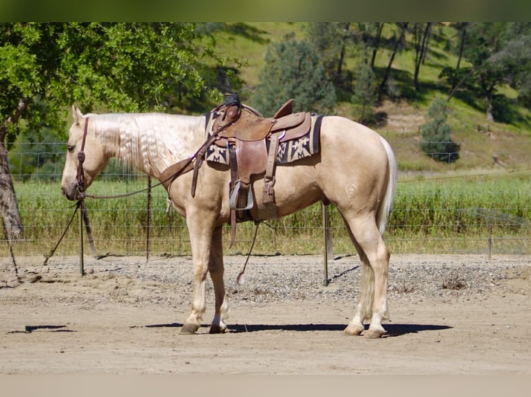 Caballo cuarto de milla Caballo castrado 8 años 152 cm Palomino in Tres Pinos