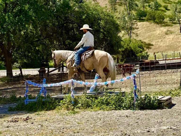 Caballo cuarto de milla Caballo castrado 8 años 152 cm Palomino in Tres Pinos